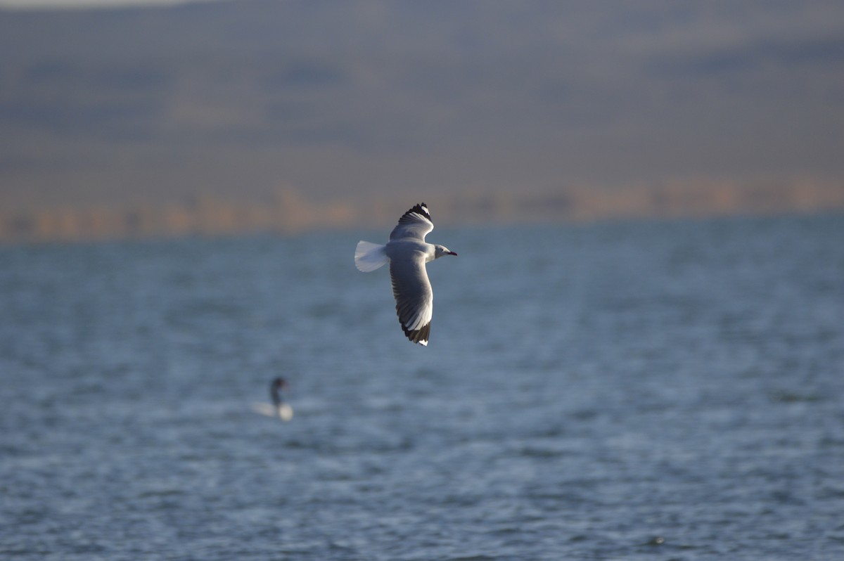 Gray-hooded Gull - ML635600071