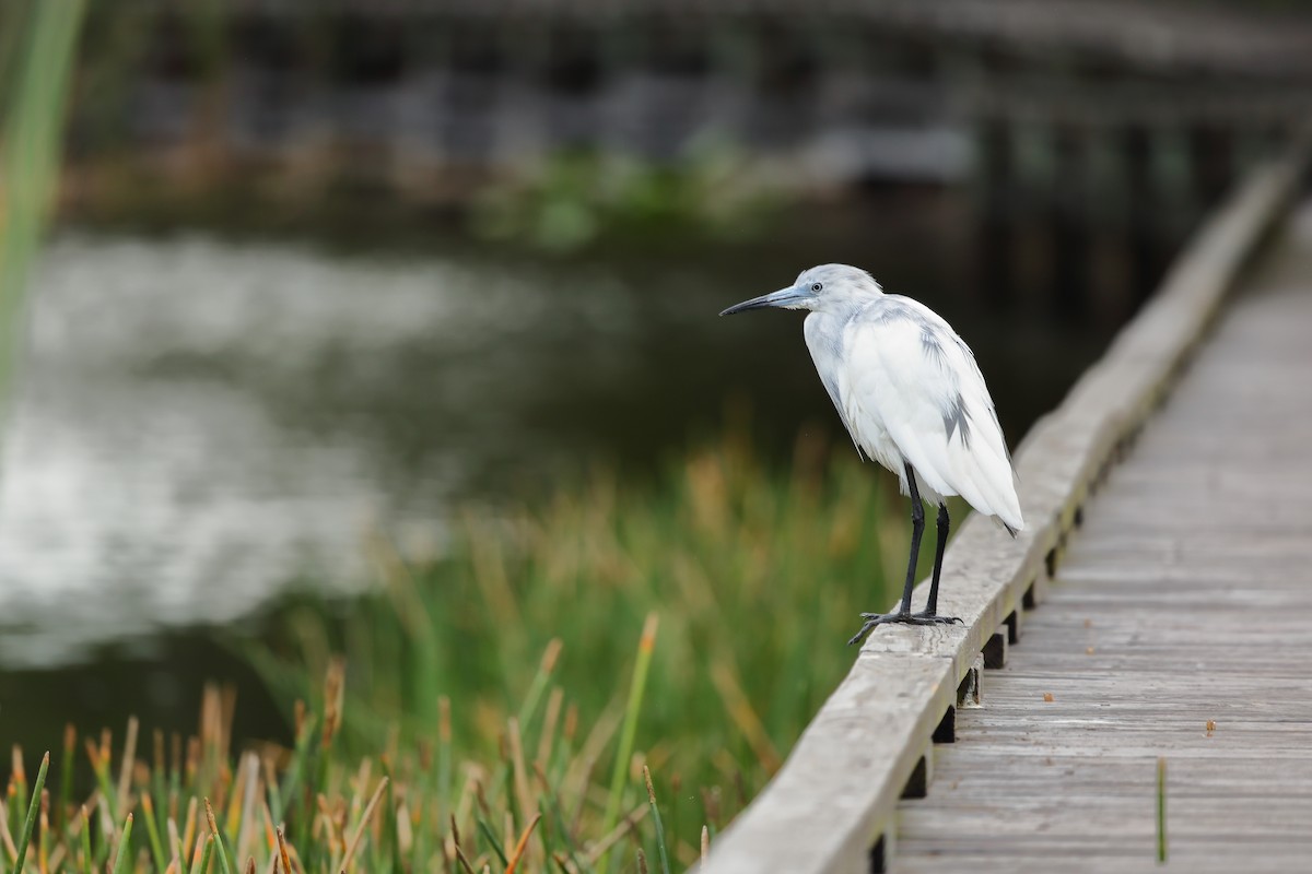 Little Blue Heron - ML635600144