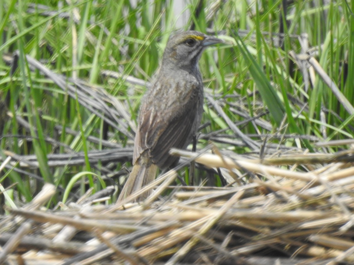 Seaside Sparrow - ML635600158