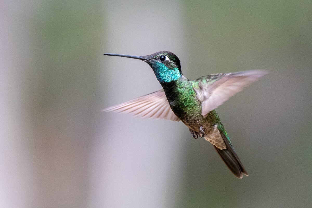 Rivoli's Hummingbird - ML635600221