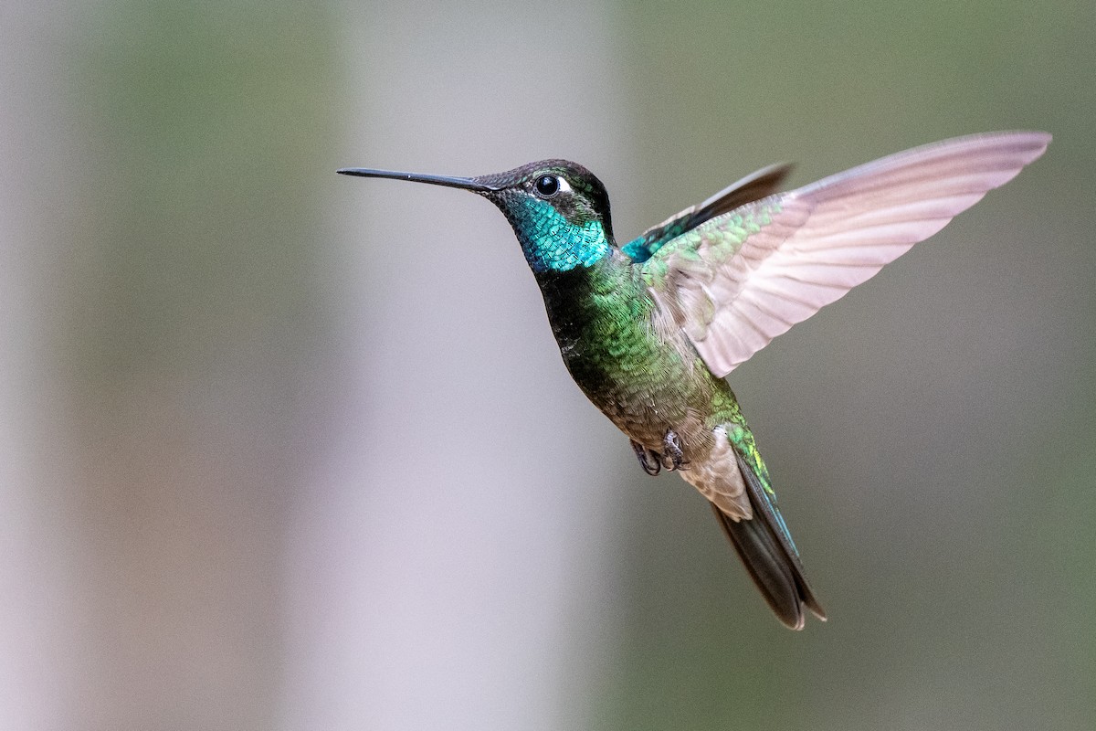 Rivoli's Hummingbird - ML635600222