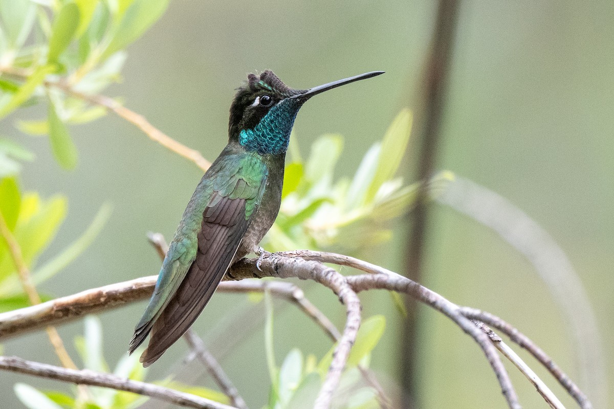 Rivoli's Hummingbird - ML635600225