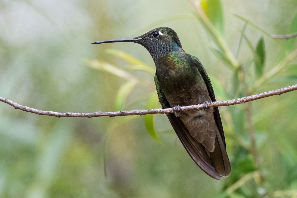 Rivoli's Hummingbird - ML635600226