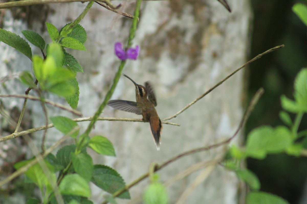 Stripe-throated Hermit - ML635600231
