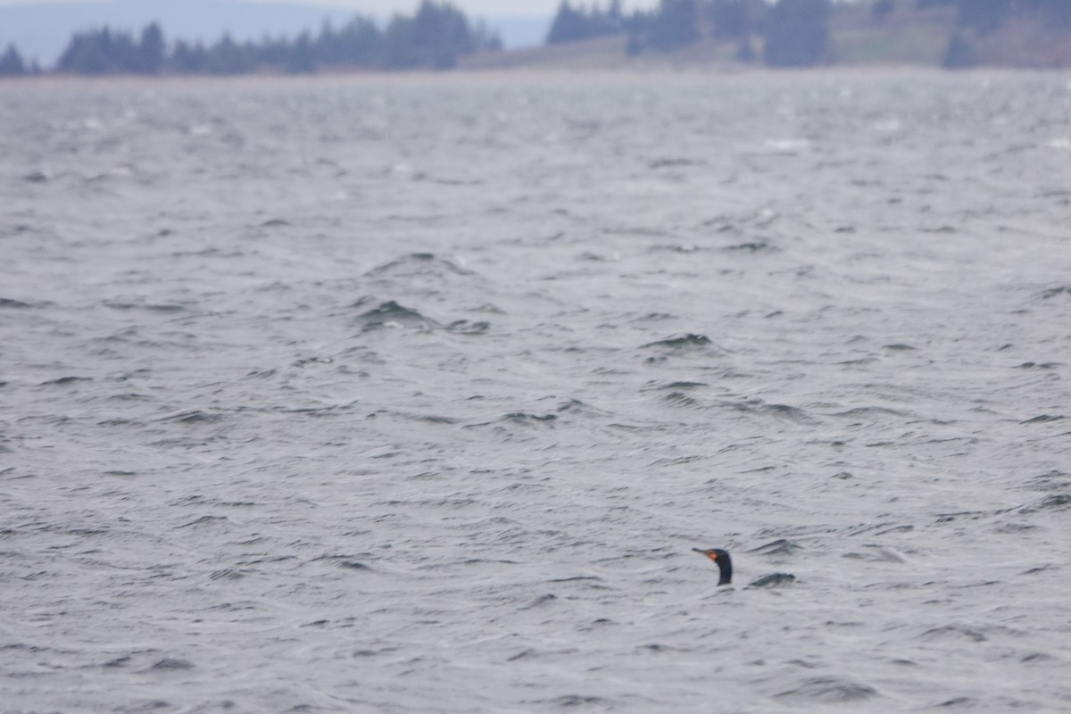 Double-crested Cormorant - ML635600350