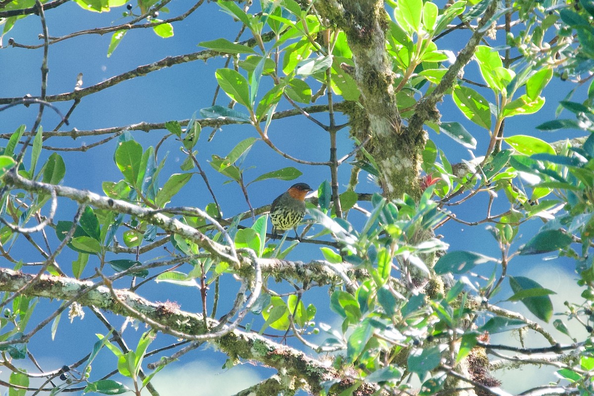 Chestnut-crested Cotinga - ML635600379