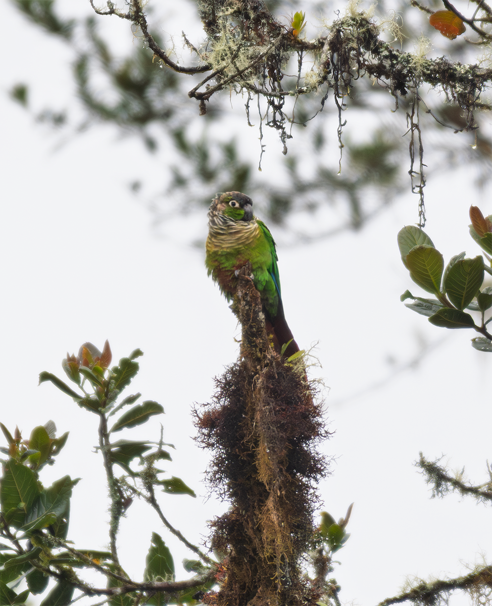 Green-cheeked Parakeet - ML635600409