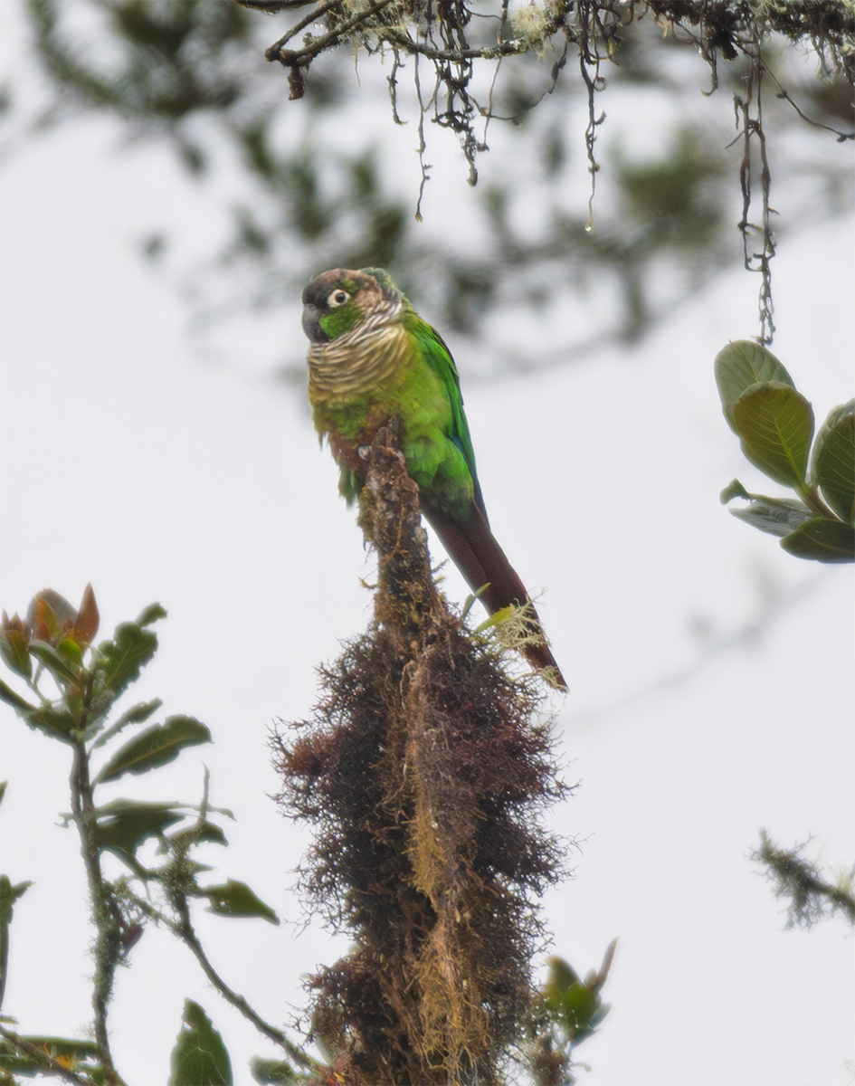 Green-cheeked Parakeet - ML635600410