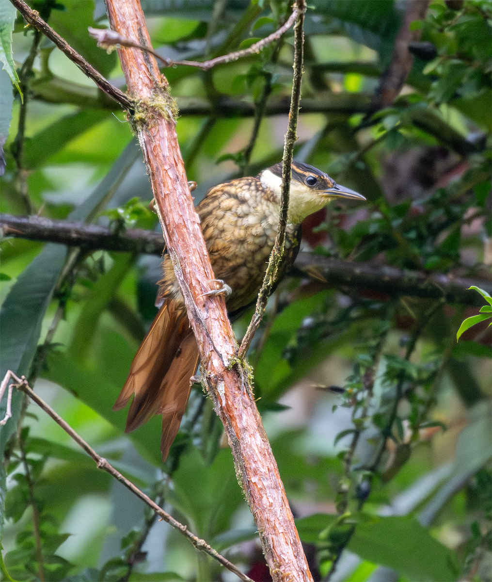 Streaked Tuftedcheek - ML635600420
