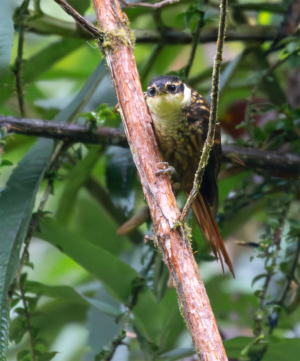 Streaked Tuftedcheek - ML635600421