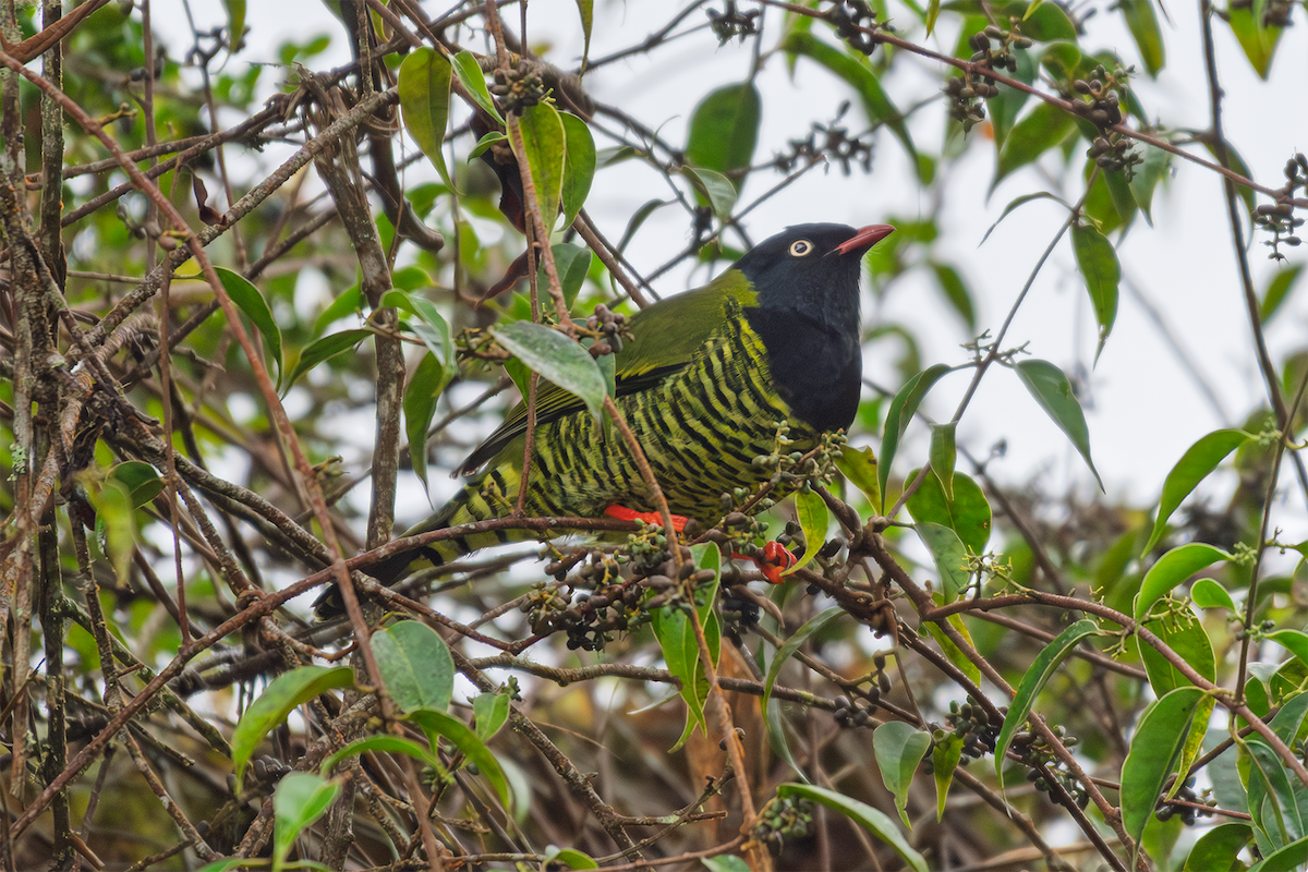 Barred Fruiteater - ML635600432