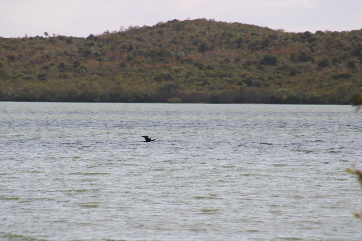 Neotropic Cormorant - ML635600463