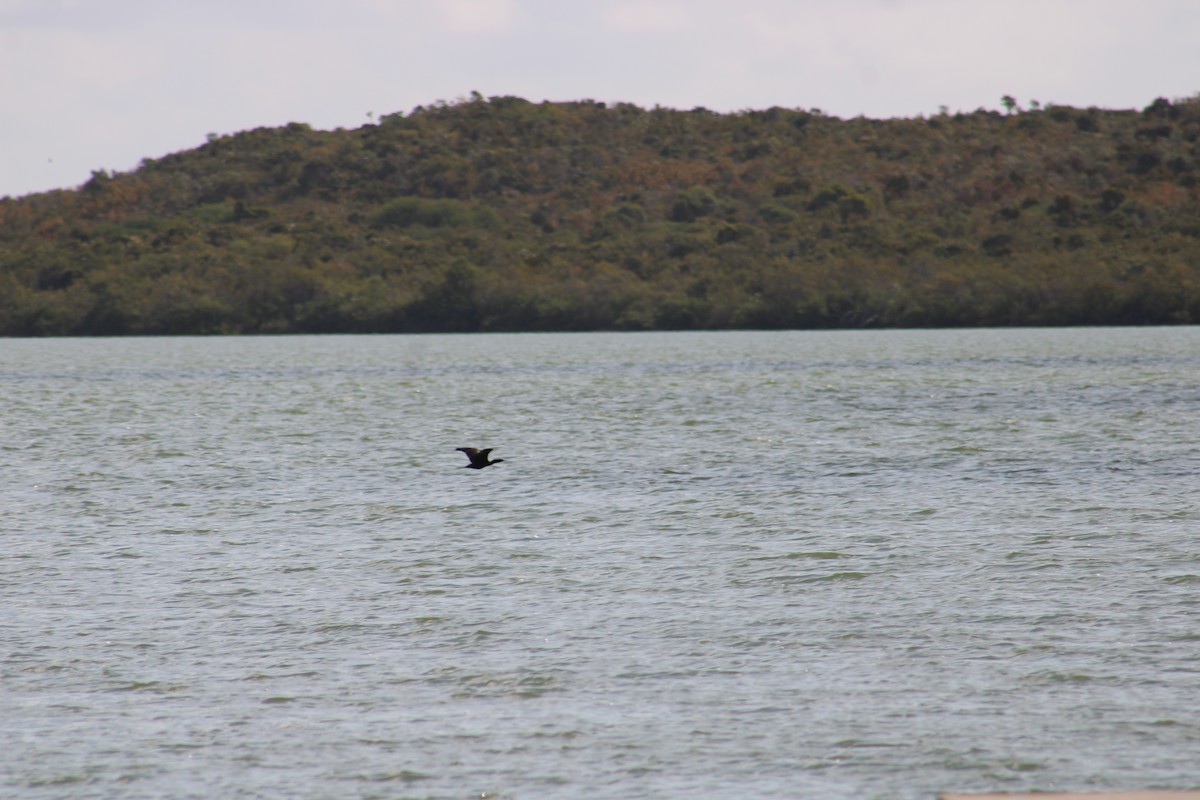 Neotropic Cormorant - ML635600464
