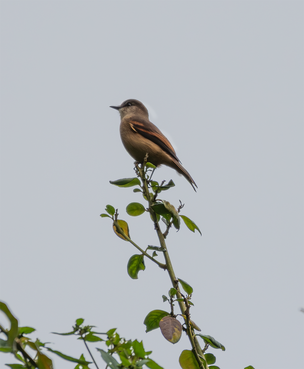 Rufous-bellied Bush-Tyrant - ML635600467