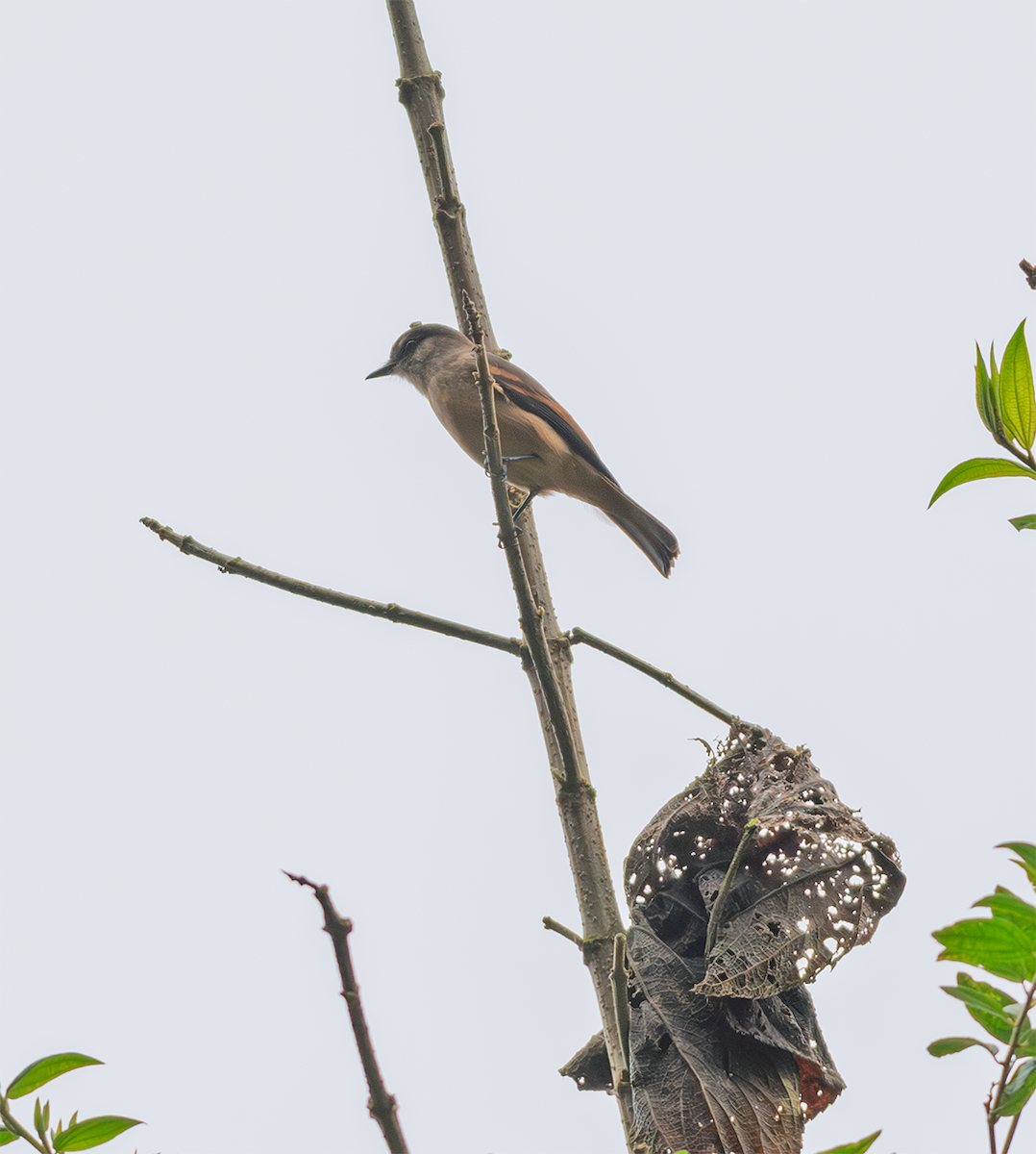 Rufous-bellied Bush-Tyrant - ML635600468