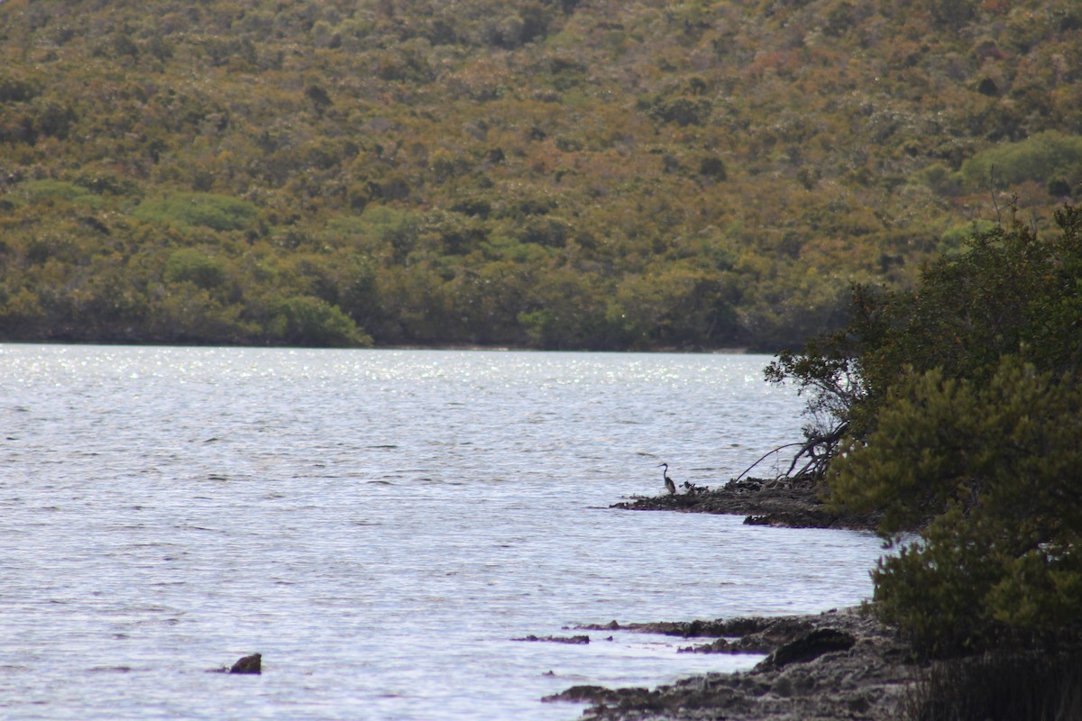Tricolored Heron - ML635600470