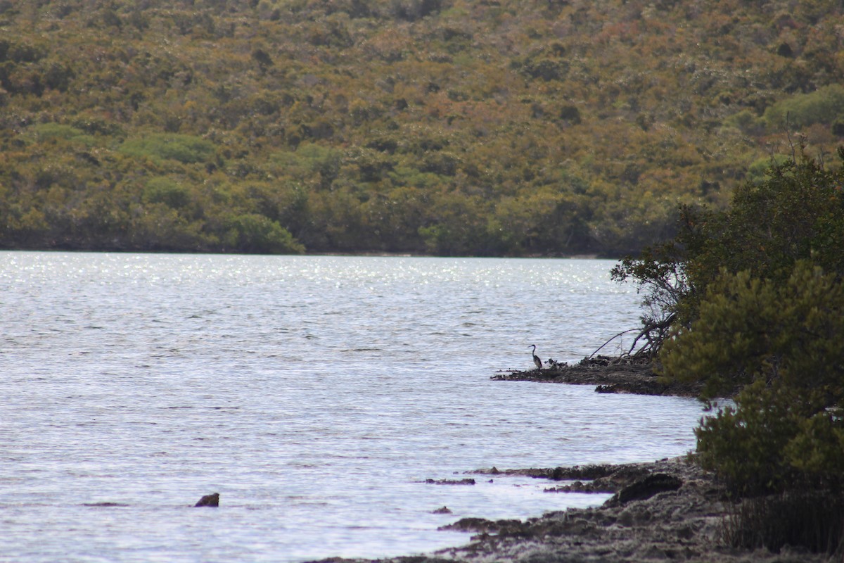 Tricolored Heron - ML635600471