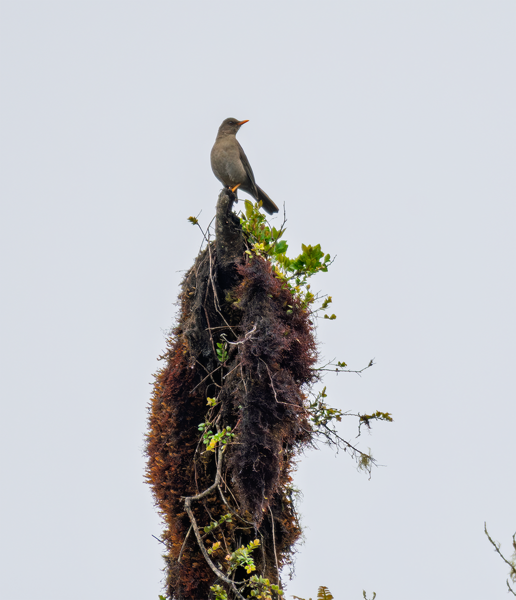 Great Thrush - ML635600474