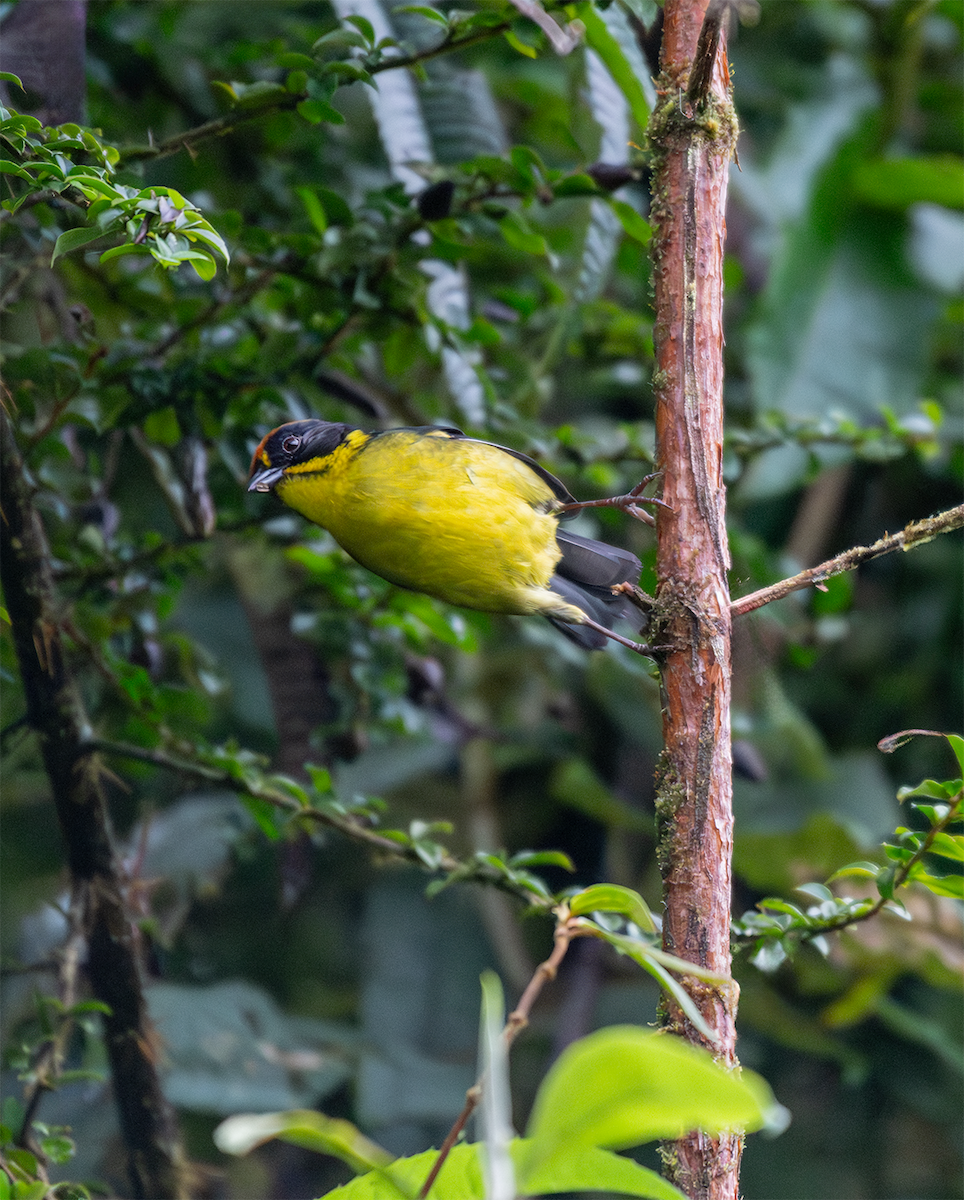 Bolivian Brushfinch - ML635600479