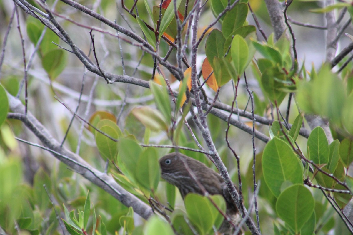 Pearly-eyed Thrasher - ML635600480