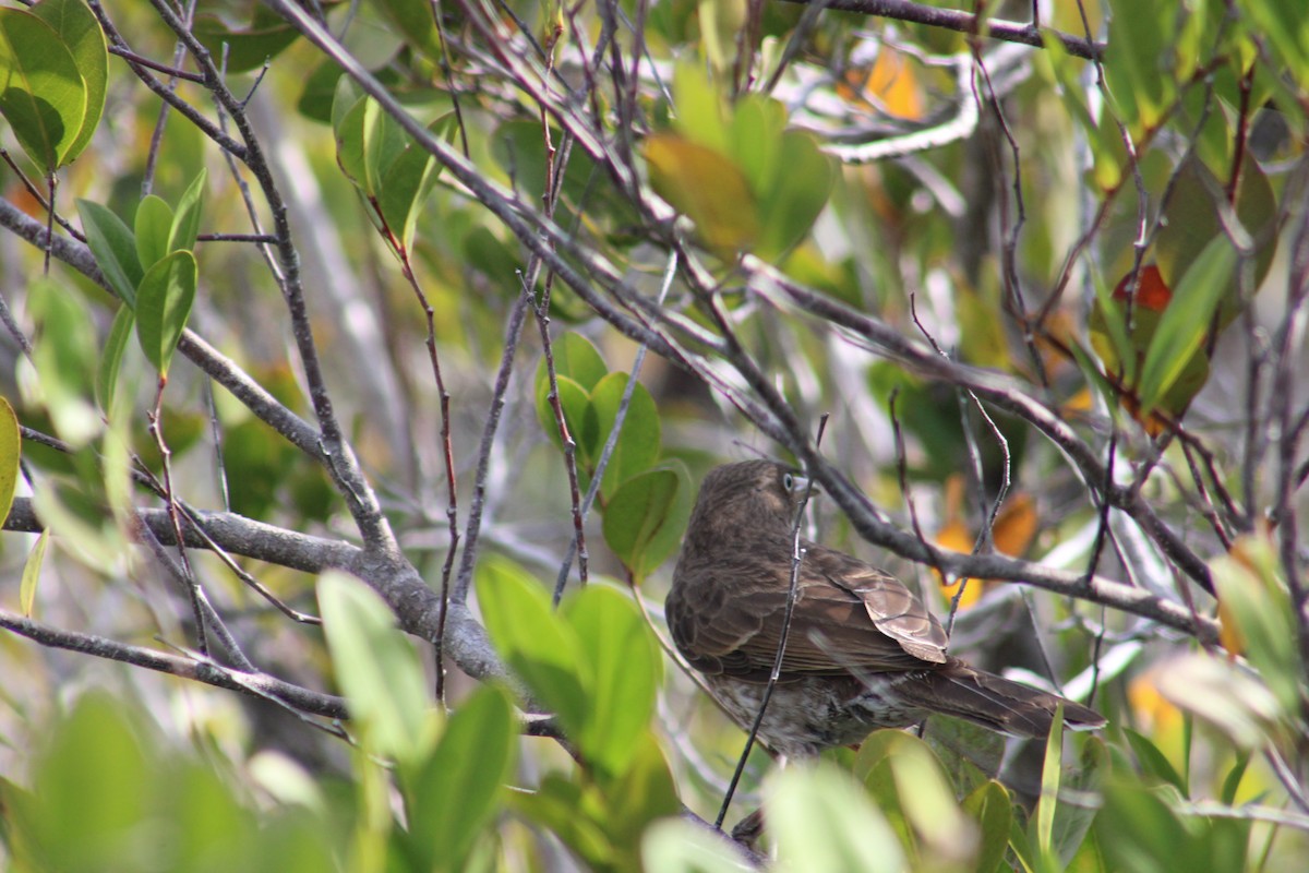 Pearly-eyed Thrasher - ML635600481