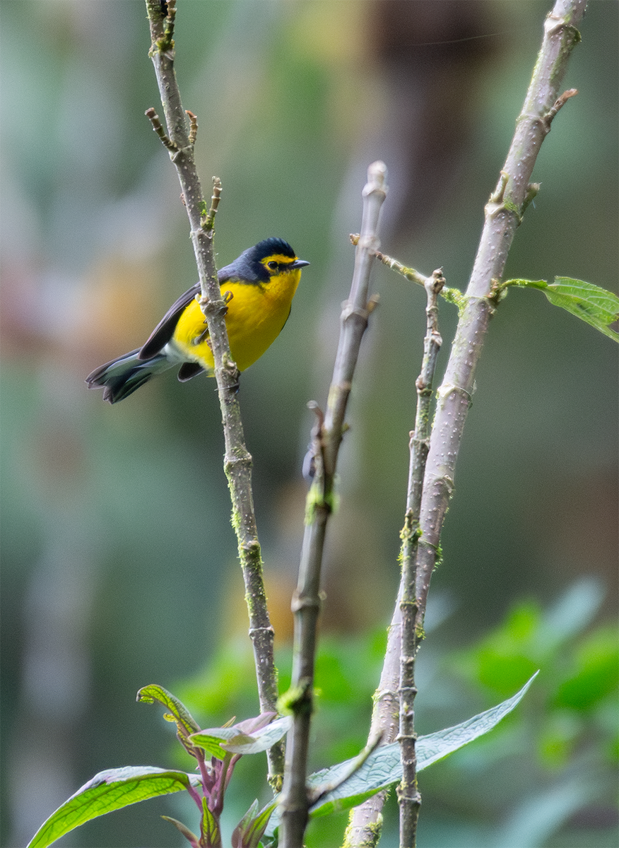 Spectacled Redstart - ML635600484