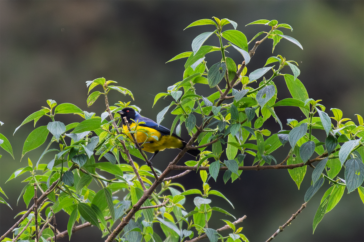 Hooded Mountain Tanager - ML635600491