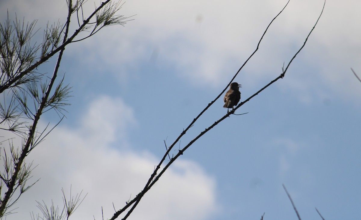 Bahama Mockingbird - ML635600494