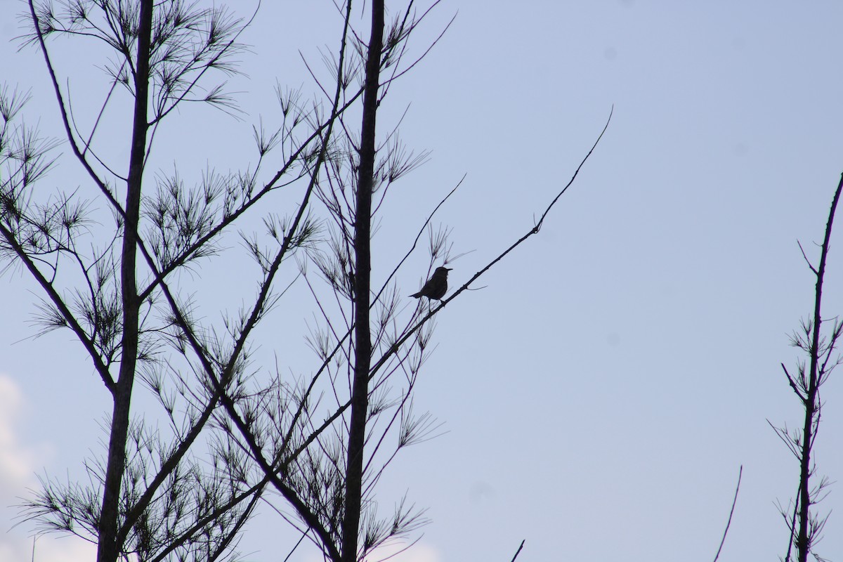 Bahama Mockingbird - ML635600495