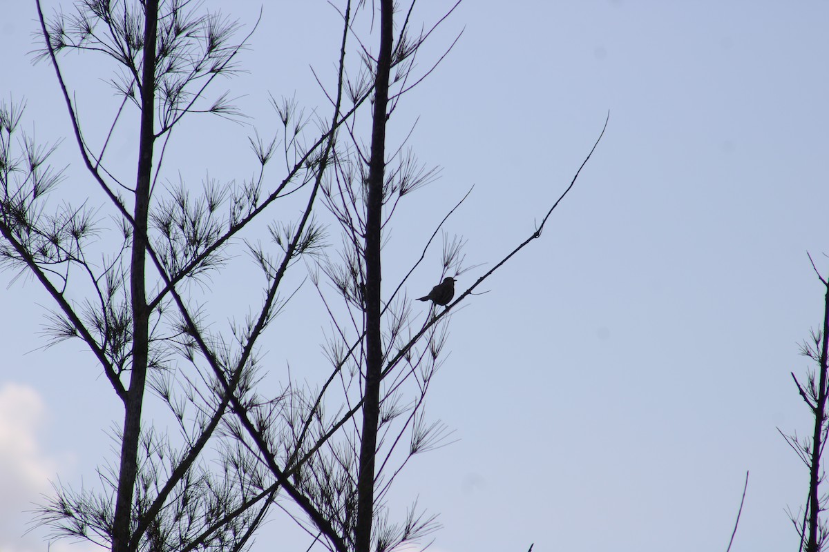 Bahama Mockingbird - ML635600496
