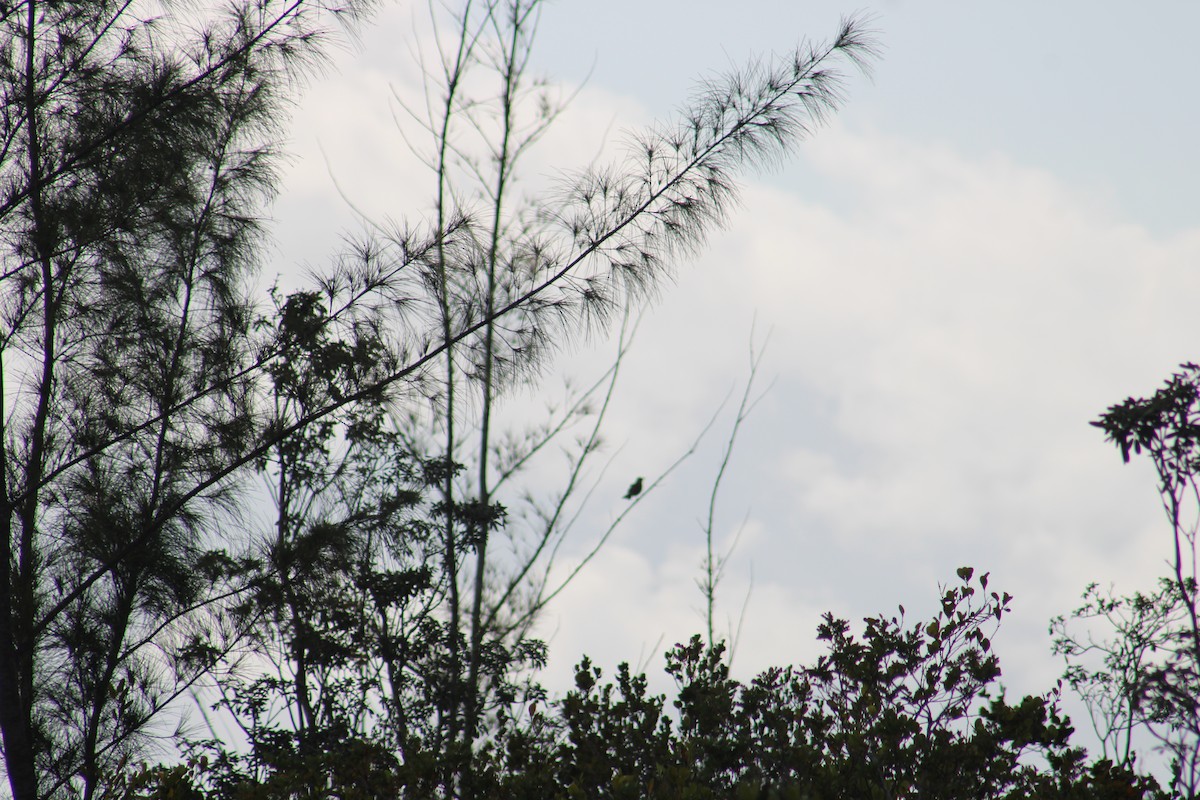 Bahama Mockingbird - ML635600497