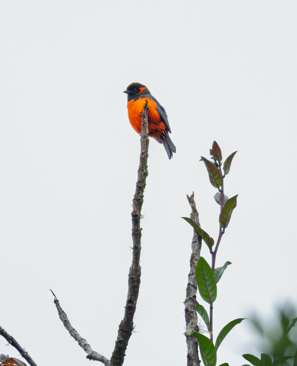 Scarlet-bellied Mountain Tanager - ML635600499