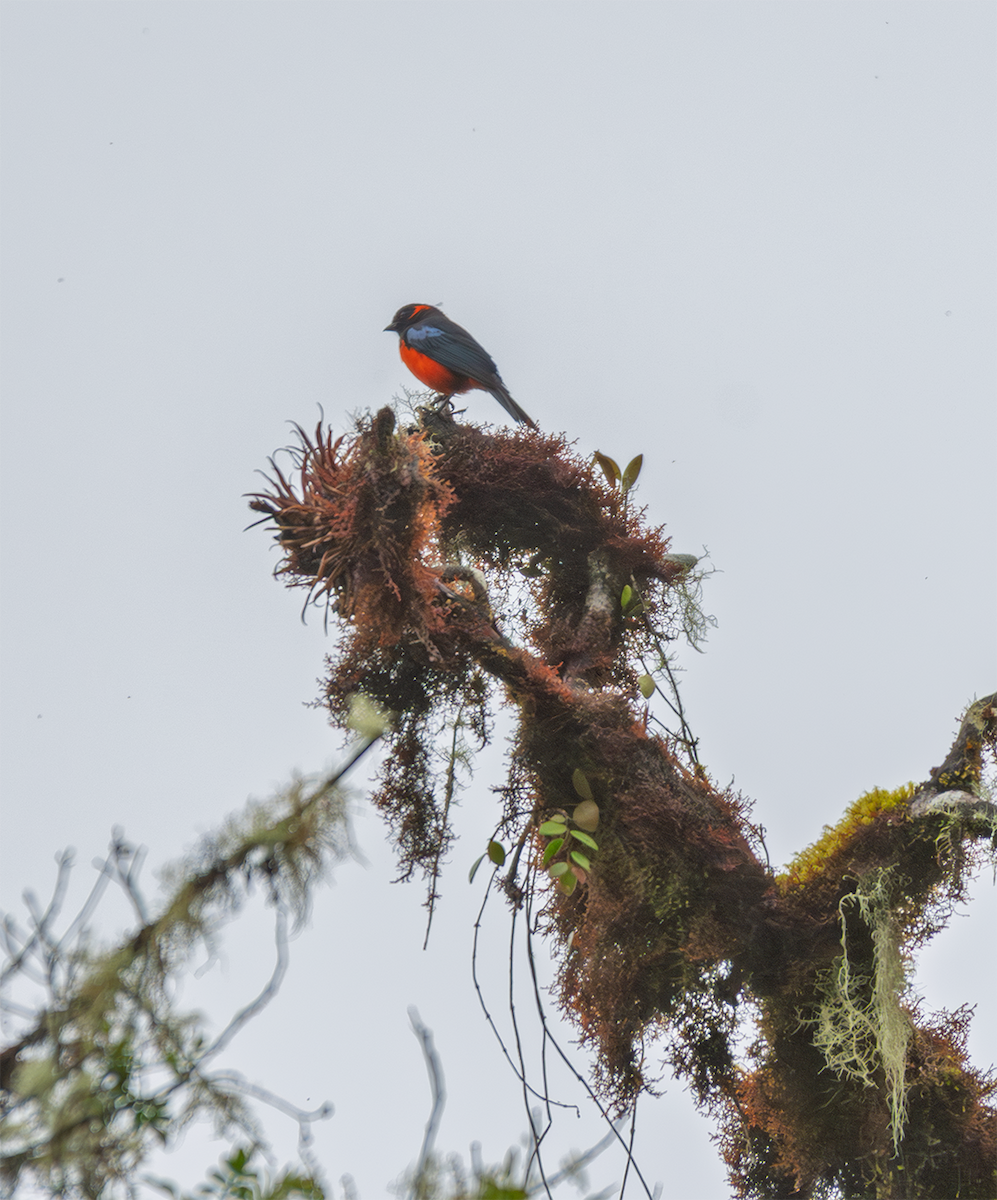 Scarlet-bellied Mountain Tanager - ML635600500