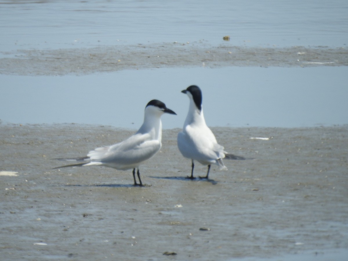 Gull-billed Tern - ML635600511