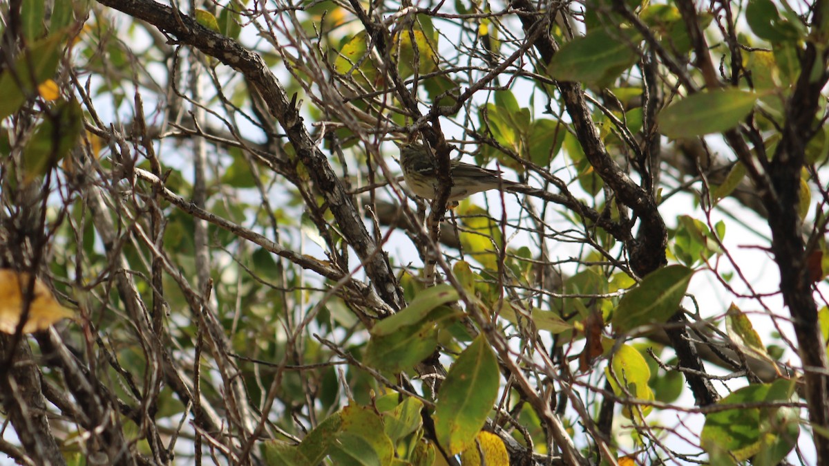Blackpoll Warbler - ML635600526