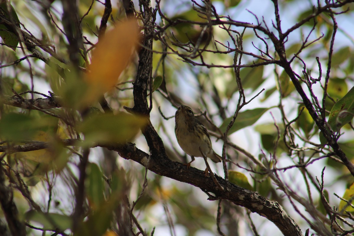 Blackpoll Warbler - ML635600527