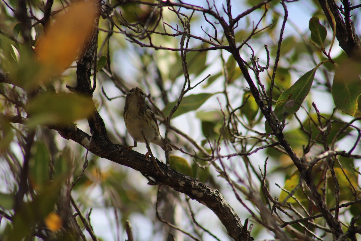 Blackpoll Warbler - ML635600529