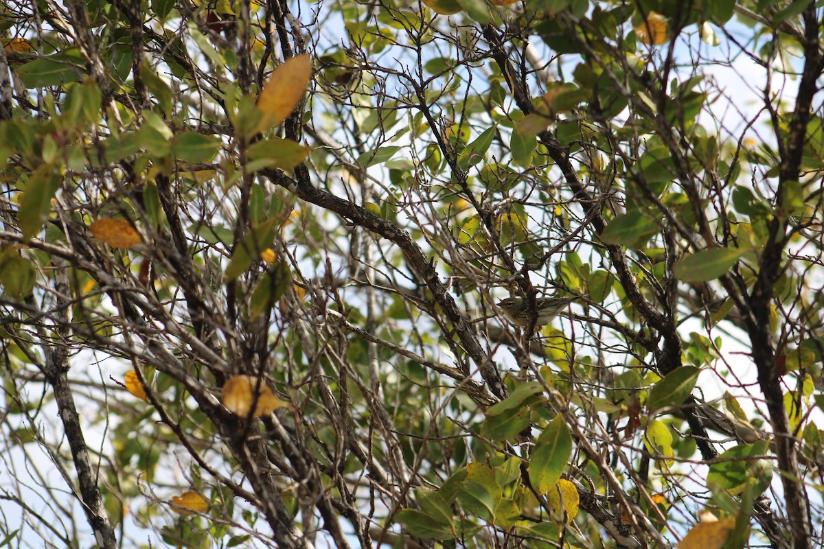 Blackpoll Warbler - ML635600530