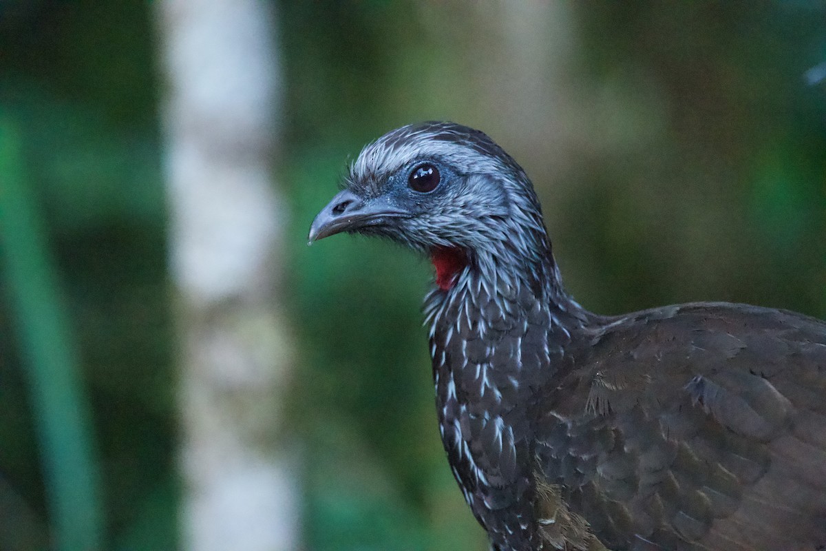 Bearded Guan - ML635600543