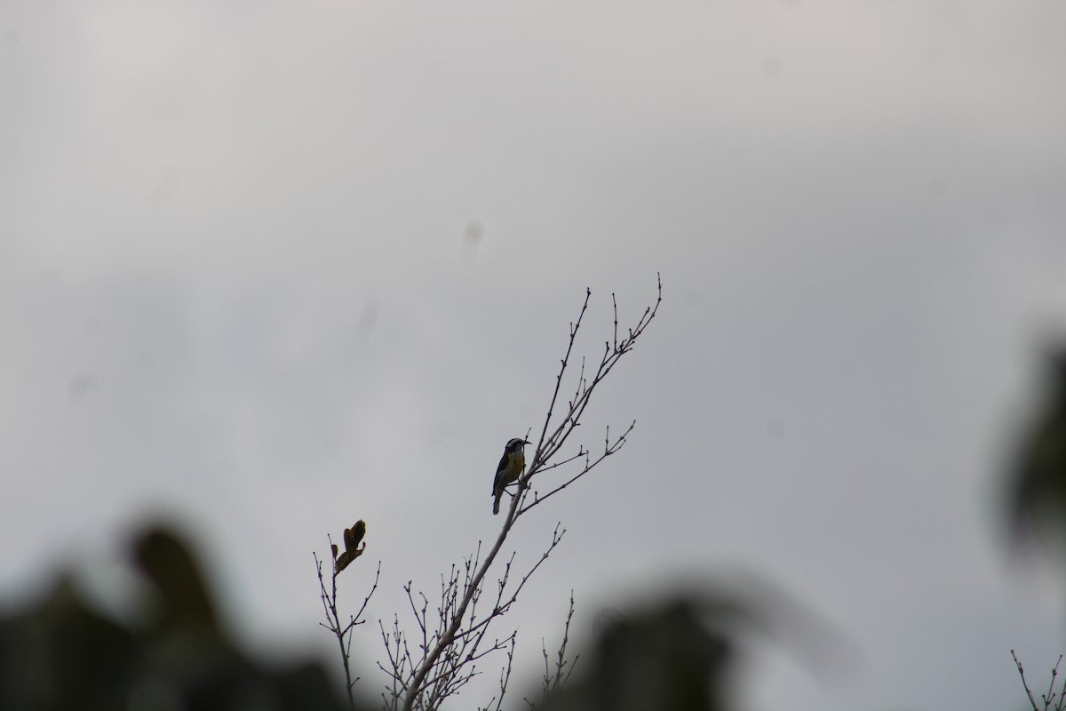Bananaquit - ML635600555