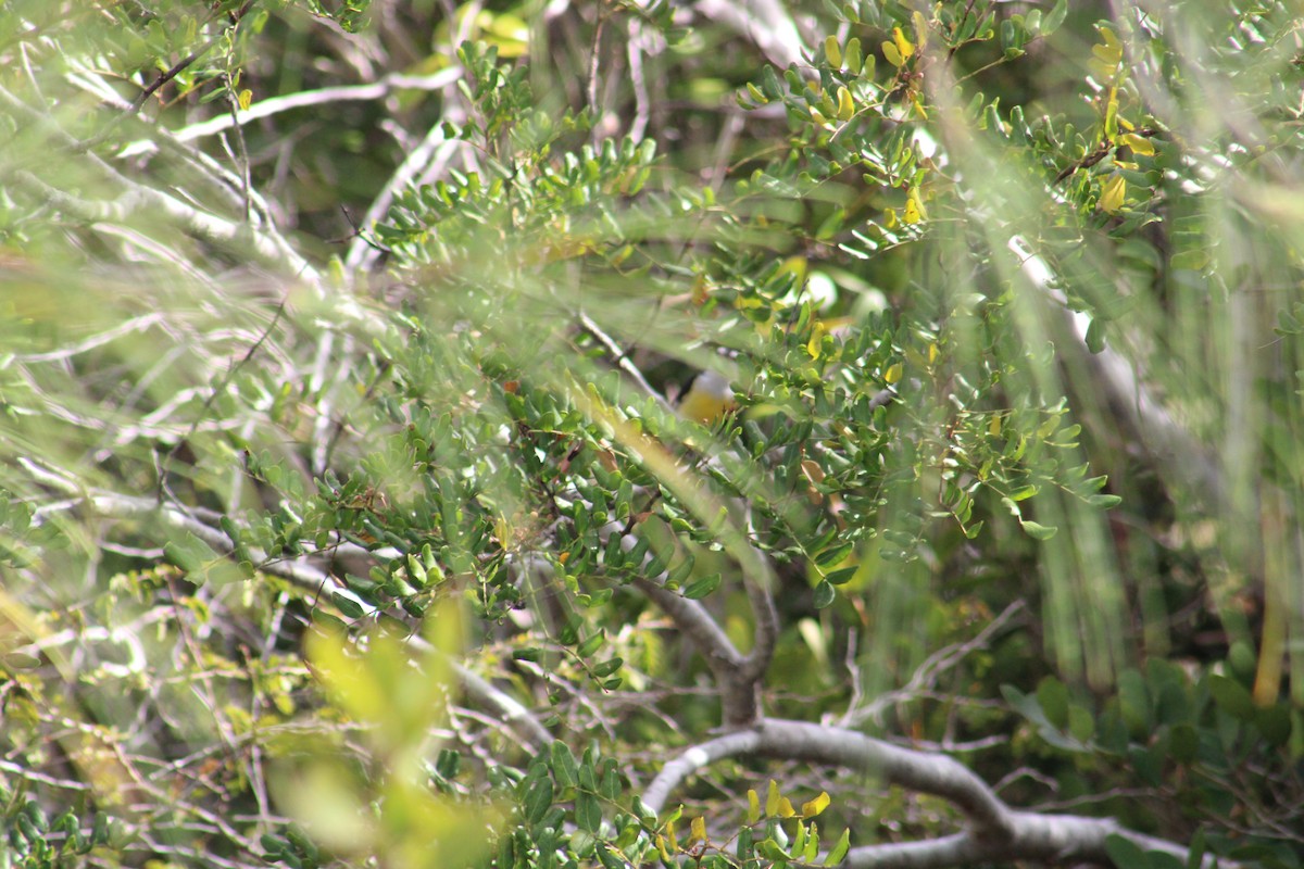 Bananaquit - ML635600557