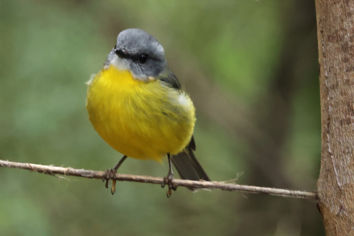 Eastern Yellow Robin - ML635600573