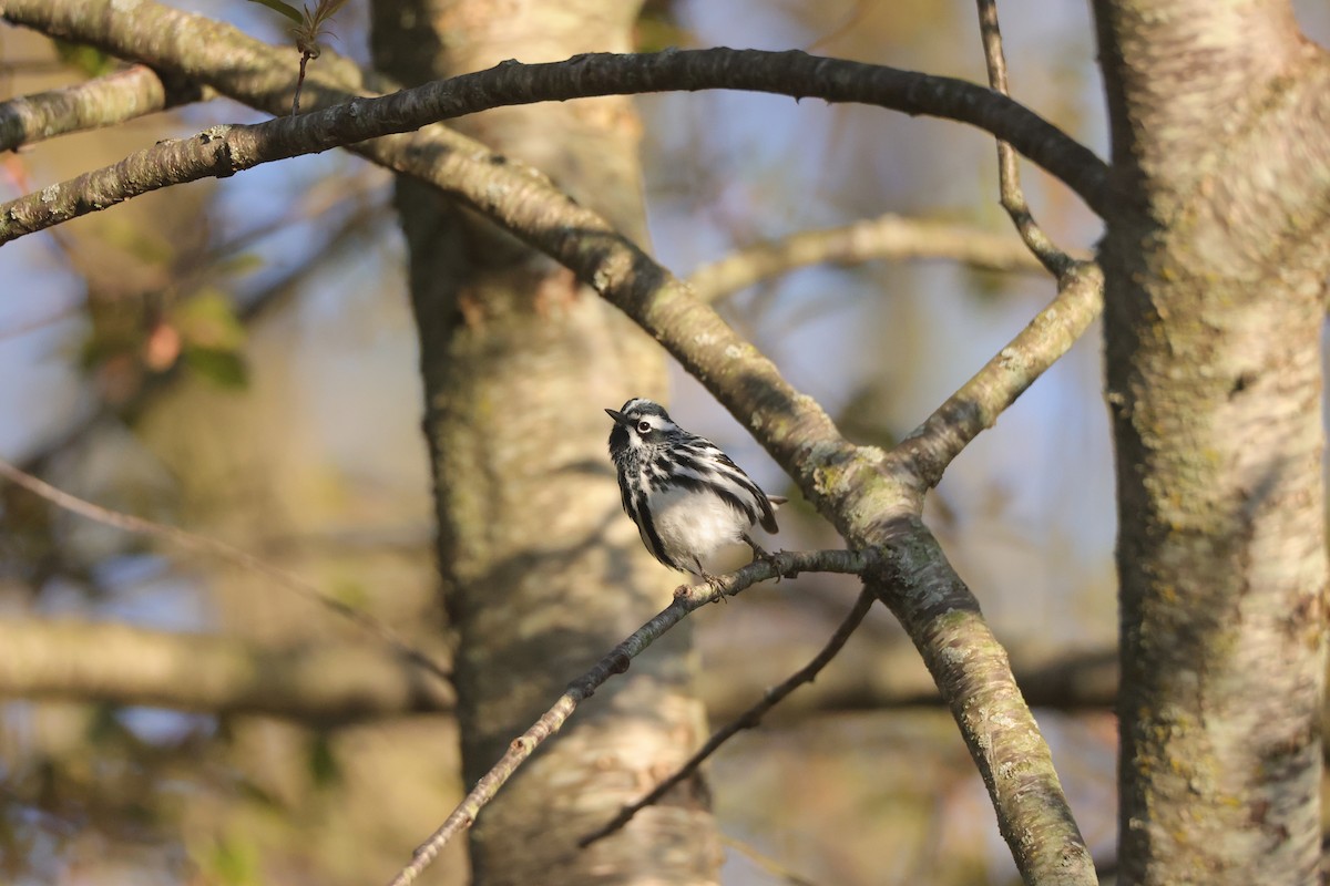 Black-and-white Warbler - ML635600578