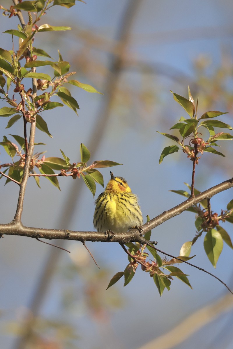 Cape May Warbler - ML635600587