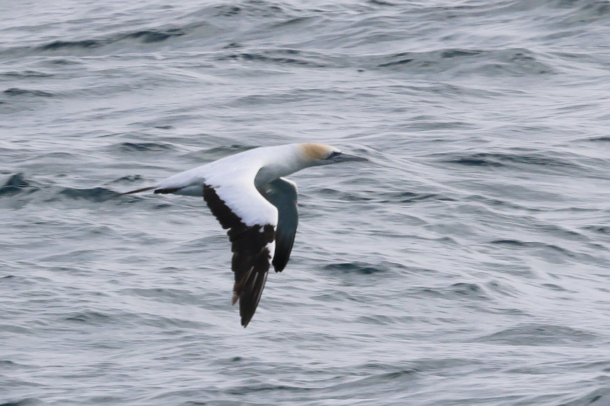 Australasian Gannet - ML635600631