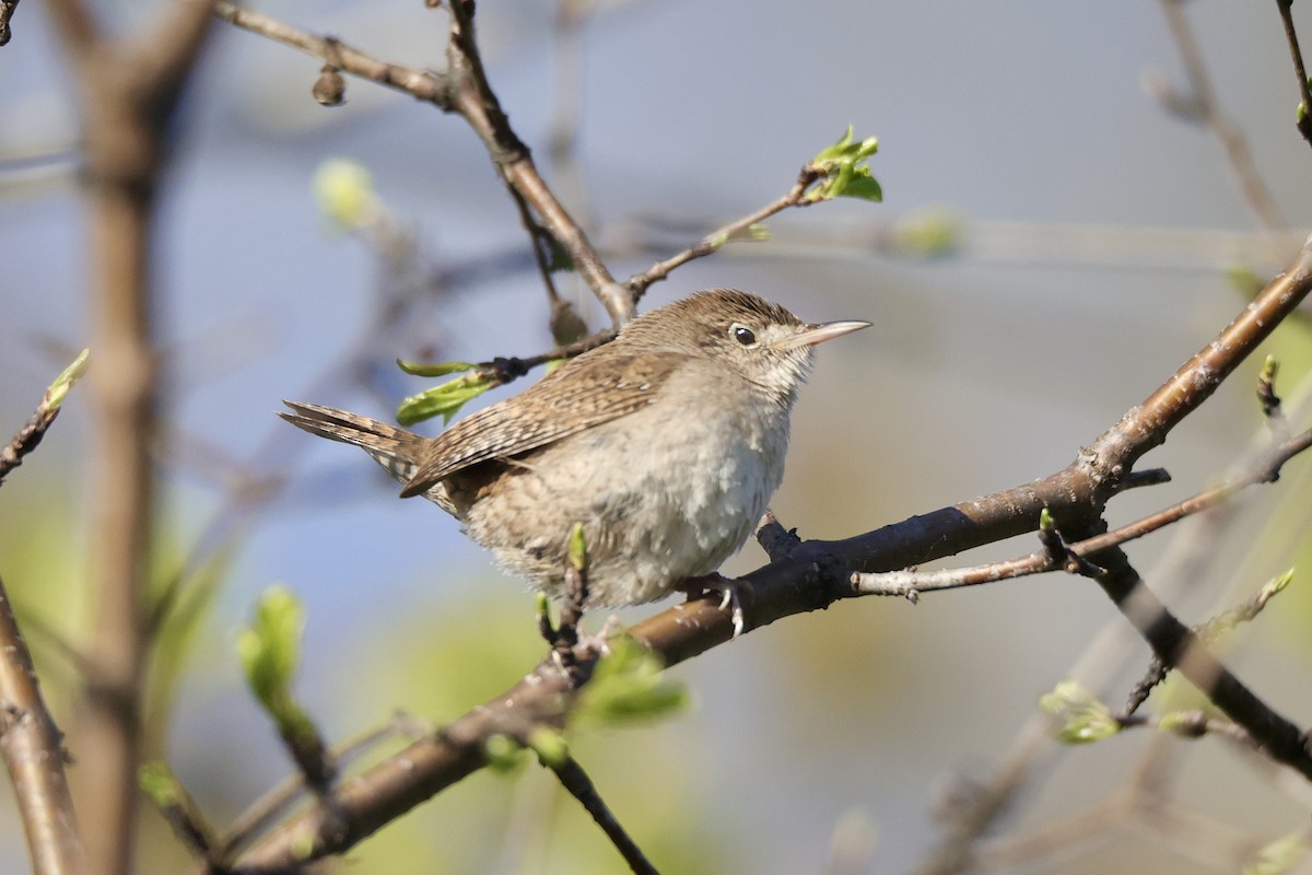 Northern House Wren - ML635600639