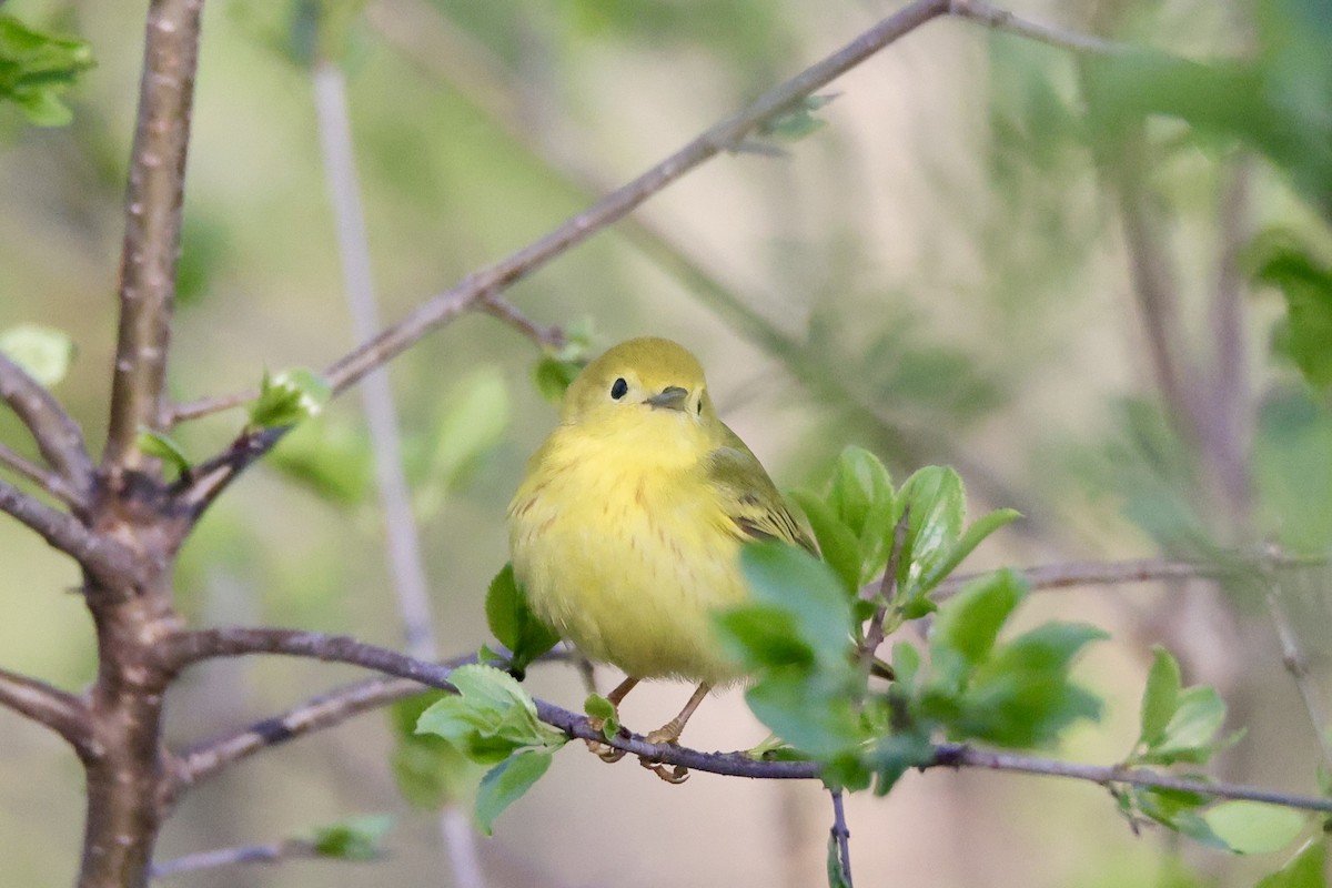 Northern Yellow Warbler - ML635600687