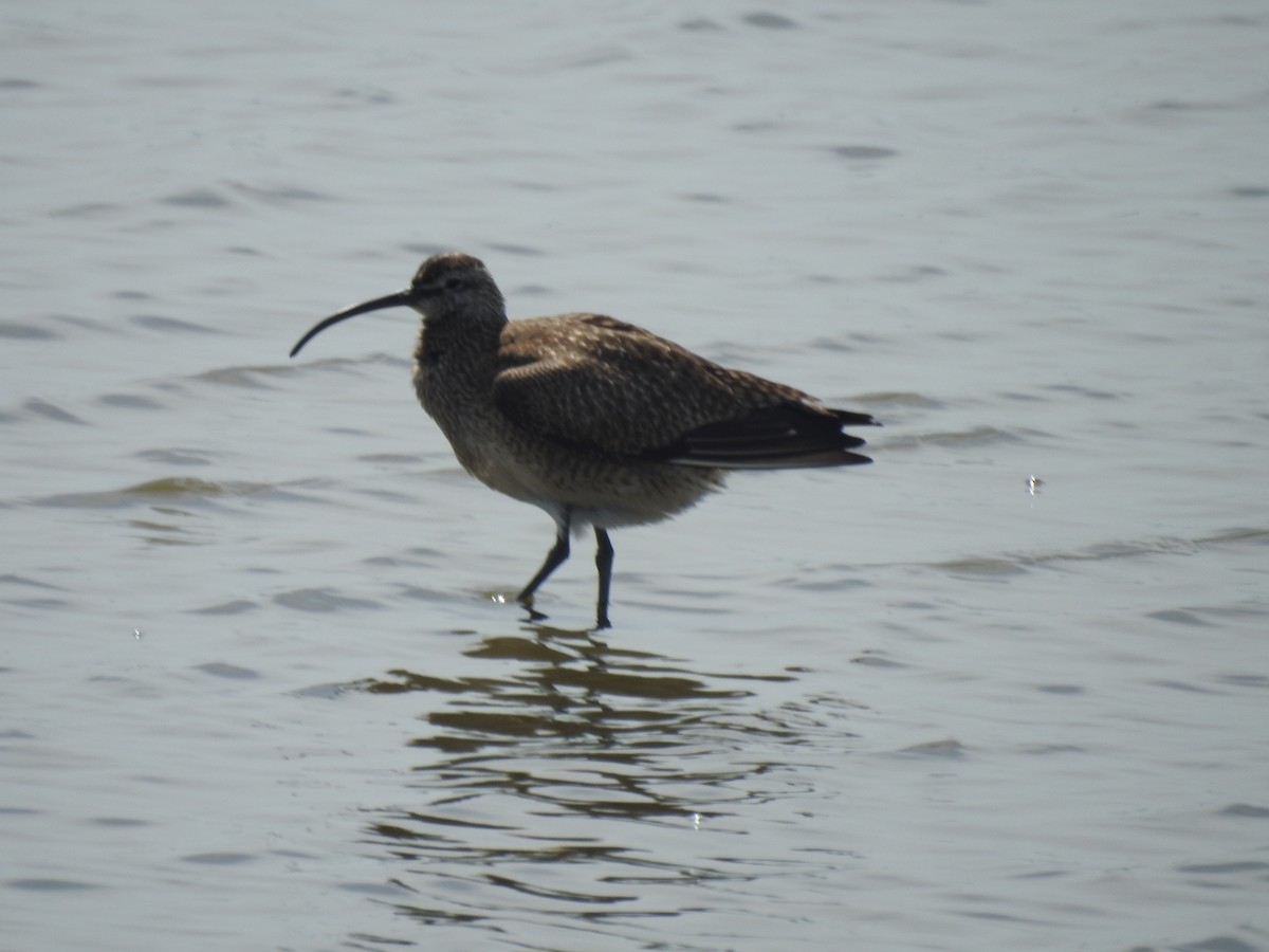 Hudsonian Whimbrel - ML635600696