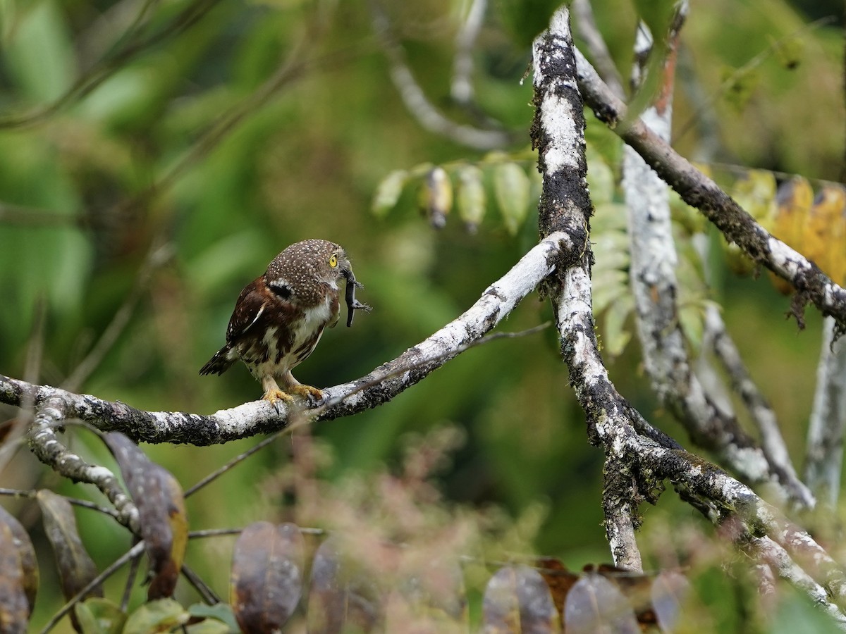 Central American Pygmy-Owl - ML635600711