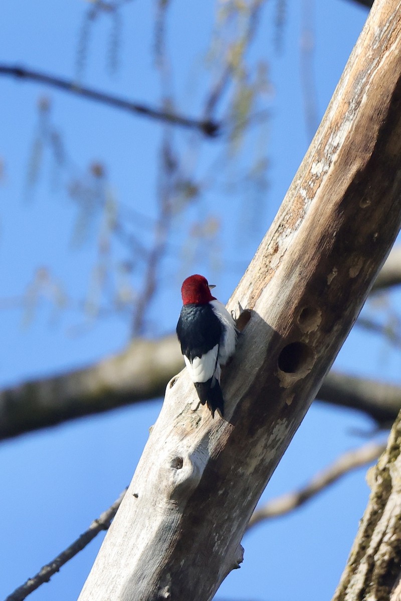 Red-headed Woodpecker - ML635600713